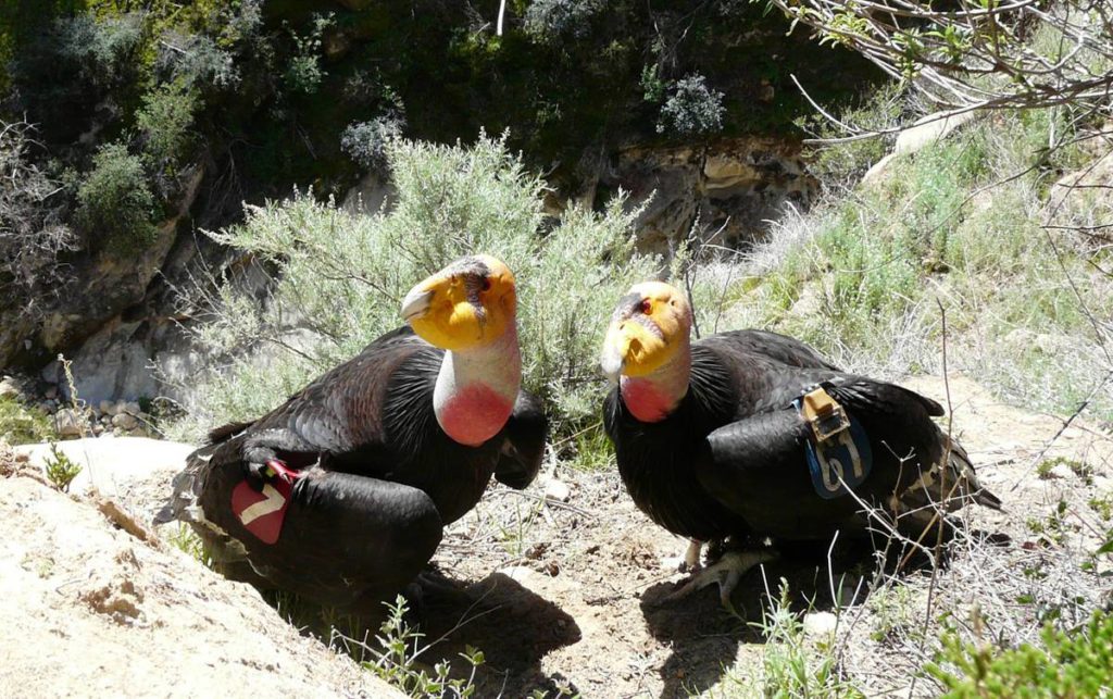 Zion National Park Condor pair