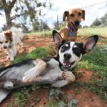 Animal Sanctuary in Utah | Best Friends Animal Sanctuary - A Kanab animal shelter offering great dog and cat adoption in Utah. Animal Sanctuary near Zion.